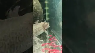 Аксолотль