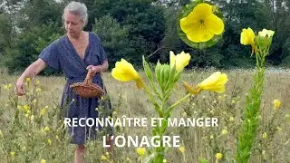 Onagre