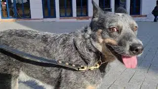 Samsung Galaxy S21 4K Sample Video