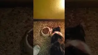 DIN DIN Crazy Kitty Cat!