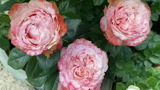 Сорта роз в горшечном садике🌹✨🌹✨🌹7июня, поговорим о розах🌺🌸🌺🌸🌺