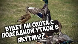 Правила охоты с подсадной уткой в Якутии. Сезон 2021г