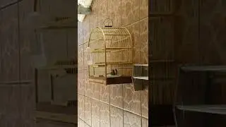 Canário da Terra Tomando Banho