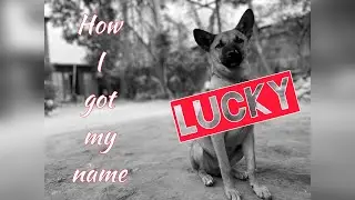 How I got my name LUCKY// A Real Story 🐕🐕