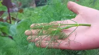 Cum se taie o planta de marar - obtinerea de tufe stufoase