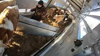 БЫЧКИ В СКОТОВОЗЕ.НОВАЯ ПАРТИЯ НА ОТКОРМ И НА ПРОДАЖУ