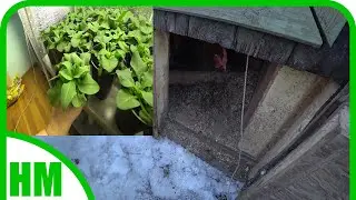 19 марта. Курицы хотят на свежий воздух, но боятся. Домашняя оранжерея 😁