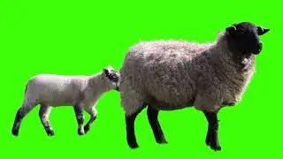 Goat green screen, Goat wlking green screen, baby got eating and walking, green screen goat