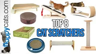 Top 8 Best Cat Scratchers (We Reviewed Them All)