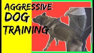 How to train a aggressive German Shepherd- reactive german shepherd training