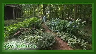 Shade Garden | Volunteer Gardener
