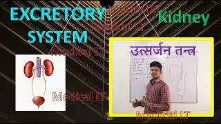 Excretory system|| Kidney | anatomy or physiology  kidney|| 