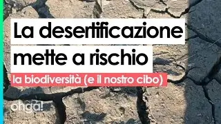 La DESERTIFICAZIONE mette a rischio la BIODIVERSITÀ (e il nostro CIBO)