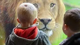 Kids At The Zoo Compilation NEW