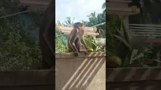 hello👋 🐒😎🤭