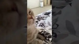 Кошка иногда у нас орёт вот так «Армяннннн»😂😂😂