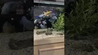 The BIG BEASTS get Frozen Snacks! *African and South/Central American Cichlids *