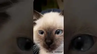 аутотренинг от алкоголизма, внушение, гипноз на трезвость, кодировка 🤣 смешные кошки