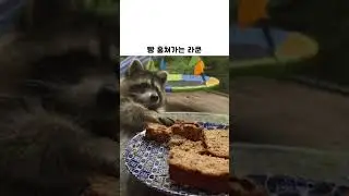 빵 훔쳐가는 라쿤