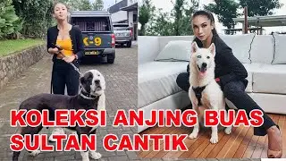 SULTAN CANTIK INI KOLEKSINYA ANJING BUAS