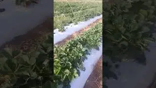 Мурано клубника белореченск
