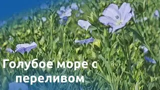 НА ПОЛЕ ЛЬНА..  4 07 23
