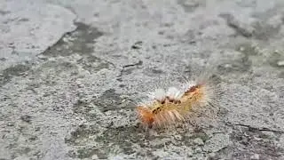 INSECT UPCLOSE - ARE INSECT REALLY DISGUSTING?