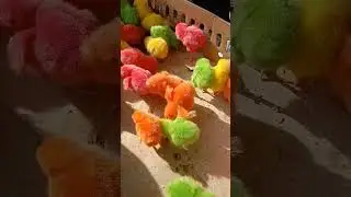 ayam warna lucu 