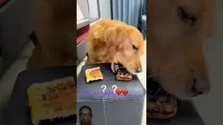 Funny dog Moment | Moye Moye Moments #travel #shorts #doglovers #dog #funny #funnydog #viralvideo