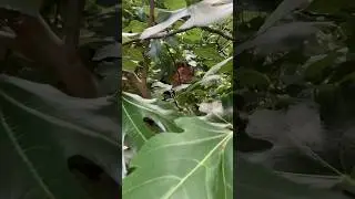 You Eat A Wasp Every Time You Eat a Fig - Fig Tree Facts