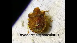 Dryoderes umbraculatus   by  Theo