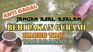 JANGAN ASAL-ASALAN BERI PAKAN GURAMI || HARUS TAU TAKARANNYA