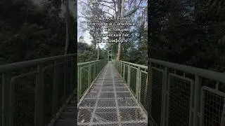Гуляем по тропическому лесу на острове Борнео 