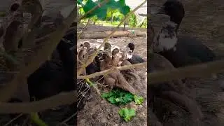 утята #жизньвдеревне #chicken #nature