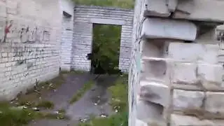 Ран форест ран