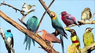 espetacular a beleza das aves uma variedade de espécie