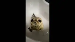 Awesome and Cute Animal Videos! #18