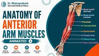 Muscles of the Anterior Compartment of Arm - Anatomy of Upper Limb