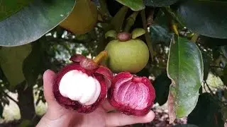 เก็บมังคุด