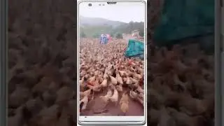 Ang pag aalaga ng manok Chicken farming #shortvideo #shortsvideo #shortviral #subcriber