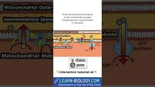 Understand the Electron Transport Chain in 22 Seconds!