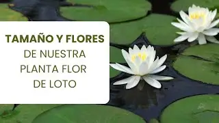 ¿Por qué solo vendemos lotos en su etapa joven en lugar de lotos grandes?
