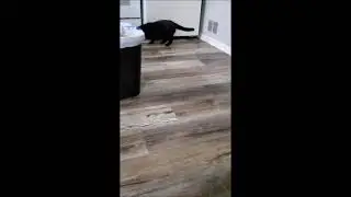 Eva the Cat