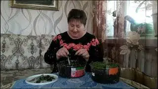Расскажу как мы познакомились, а заодно и поработаю с рассадой.