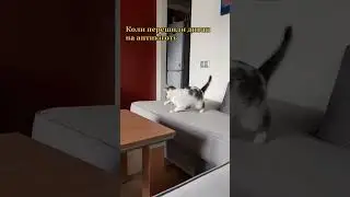 #memes #memz #мем