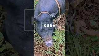 Kuba 2024 Od Vinales do Varadero | Film z podróży | Cuba travel video #kuba #cuba #shorts
