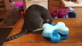 Cat plays with Dog Tornado Toy