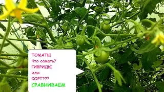 ТОМАТЫ. ЧТО САЖАТЬ - ГИБРИДЫ или СОРТ??? СРАВНИВАЕМ