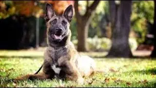 Life With A BELGIAN MALINOIS!