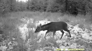 FOTOPAST STŘEDNÍ MORAVA 15, 12 -2024 #wildlife#forest#nature #myslivost#JAGD#woods#POLOWANIE#HUNTING